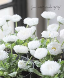 ǡХХ󥷥꡼إۥ磻ȡ