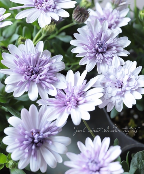 八重咲きダブル・オステオスペルマム 4D 『シルバー』 | すべての商品