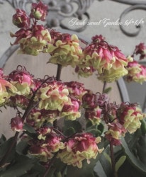 Ȭź餭󥳥ǥ إɥ꡼Q2