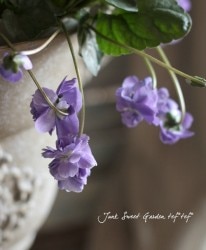 Ȭź餭ѥޥߥ졡˥ߥإ