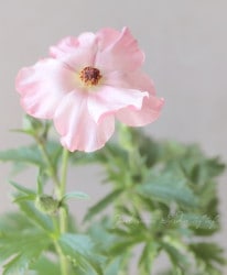 ����ݤ���Υ�ʥ󥭥�饹����å������꡼�����إ��������١�
