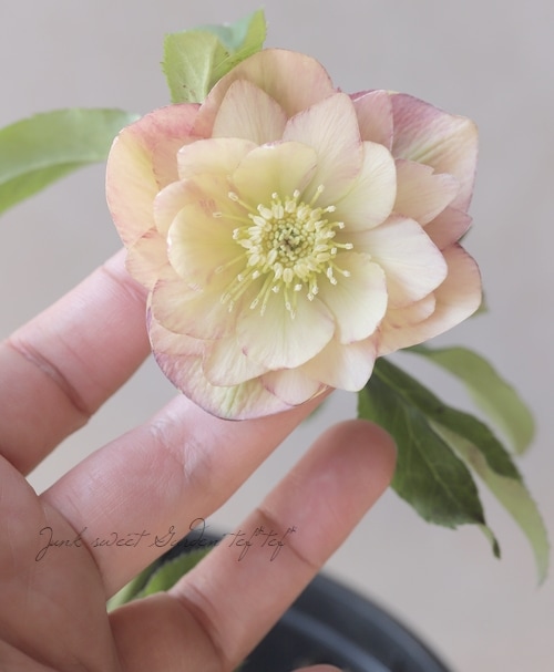 三浦孝之氏・クリスマスローズ 『枝変り咲き分け（フェアリーズ