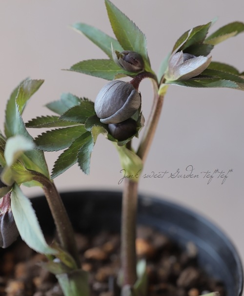 ✱RIKO✱　クリスマスローズ クリスマスローズ シングル（一重） 種 通信販売 ＞ クリスマス