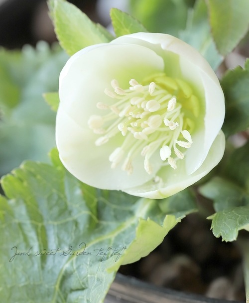 大和園】 クリスマスローズ 『小輪系シングルホワイト』 【No.13