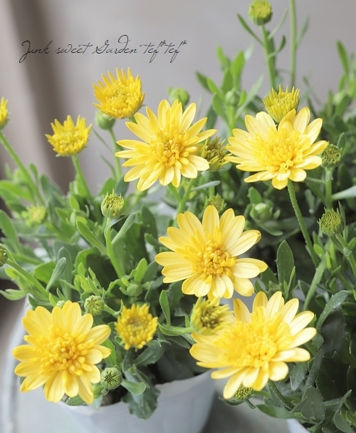 八重咲きダブル・オステオスペルマム 3D 『ディープサン』 | すべての