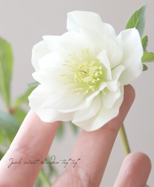 花郷園】 クリスマスローズ 『ホワイトチュチュ』 | すべての商品