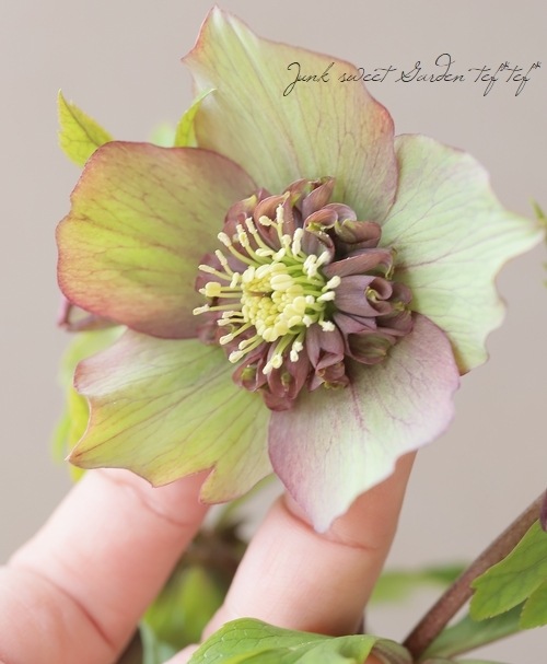 花郷園】 クリスマスローズ 『ミーサ』 | すべての商品 | | Junk sweet