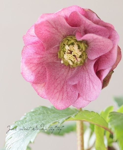 花郷園】 クリスマスローズ 『パピエ』 | すべての商品 | | Junk sweet