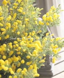 ɥǥߥ⥶إ˥ ˾Υѥʼڿѡ