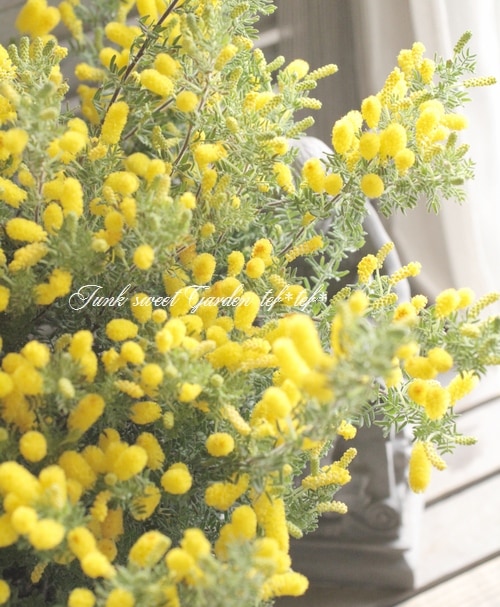 ミモザアカシア　/ 561 ミモザアカシア / 561