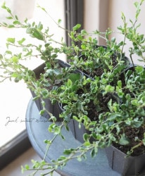 �إǥ顡�إԥΥ����� �������व�󥪥ꥸ�ʥ�