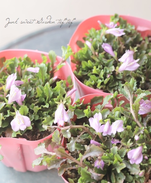 クリーピングマズス サギゴケ ピンク グランドカバーに すべての商品 Junk Sweet Garden Tef Tef