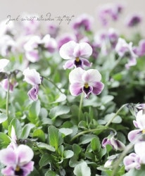 LUXURY SELECTIONtef*tef*ꥸʥ˾ ӥ إץ⡼֡ٸĳ餭