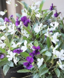 ɺߥ졡ؿ礹ߤ١2餭