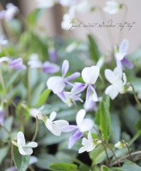 ɺߥ졡ؿ礹ߤ󿧸դߤ١MIX餭