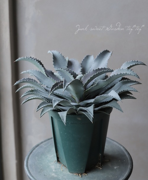 マンガベ アークティックフォックス アガベ Mangave 'ArcticFox