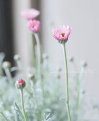 �������󥻥ޥࡡ�إ��󥸥����� �إ��󥸥���