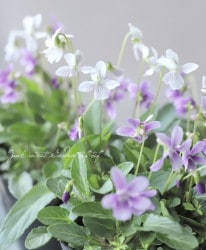 ɺߥ عȲָեߥ١2餭