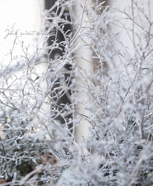 コロキア・コトネアスター 『ワイヤースター』 | すべての商品