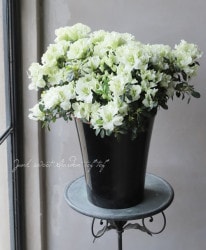 �٥륮�������쥢���إۥ�ƥ����Ρ� Lime Green