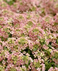 �������ȥ���å��� �إ֥��󥺡١إ��ץꥳ�åȡ�