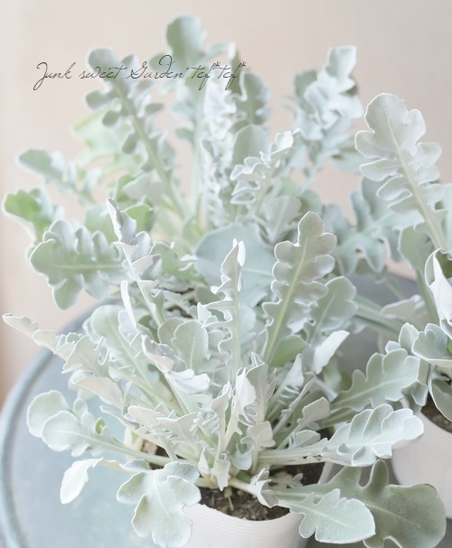 セントーレア(矢車草) 『シルバームーン』 | すべての商品 | | Junk