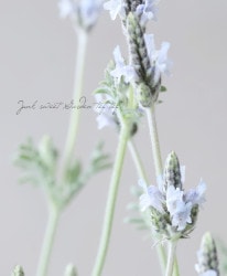 Flower Species,ラベンダー | Junk sweet Garden tef*tef*