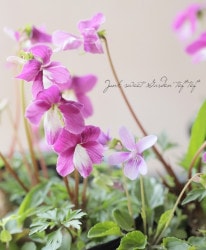 ɺߥ졡ع᤹ߤ١ߡͼ̸ߤ