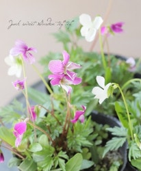 ɺߥ졡ع᤹ߤ١ߡ᤹ߤ