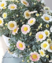 �ޡ�����åȡ����ޥå��塡�إ��ץꥳ�åȡ١�