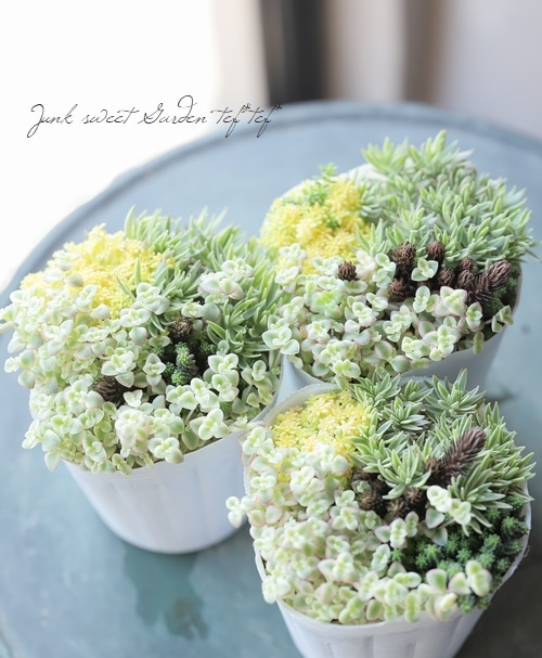 多肉植物】 『セダムの寄せ植え』 【Aタイプ】 | すべての商品