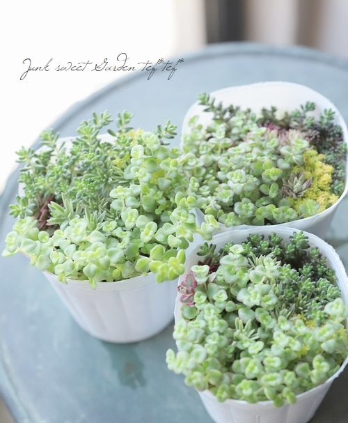 多肉植物】 『セダムの寄せ植え』 【Bタイプ】 | すべての商品