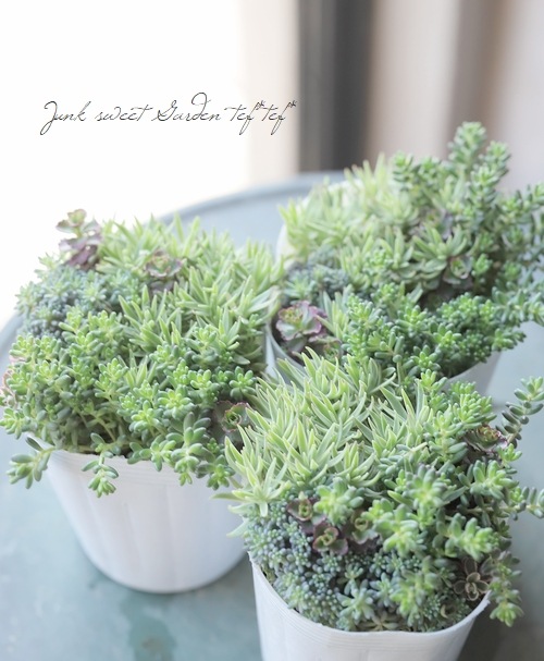 多肉植物】 『セダムの寄せ植え』 【Cタイプ】 | すべての商品