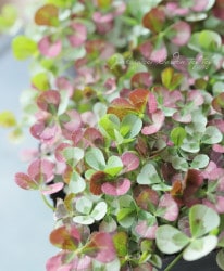 �ߤ�ȱ�ݥ��󥸥��륯�����С����إԥ󥯥���꡼��