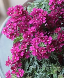 �С��٥ʡ��ɥ�ॹ���إ������ѡ��ץ��