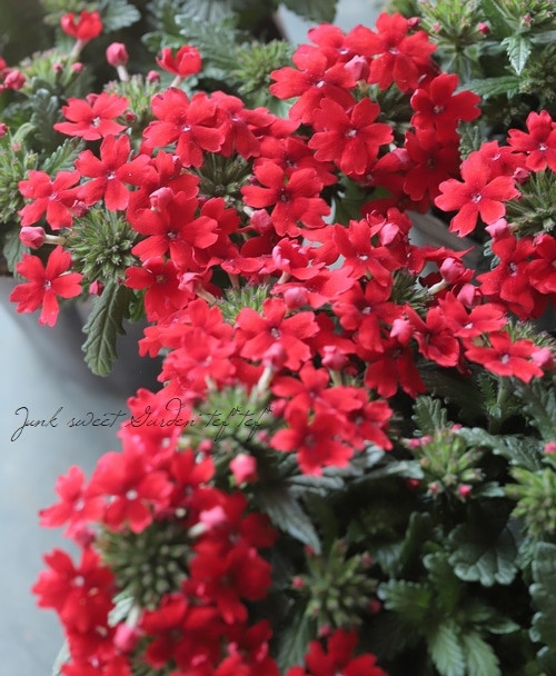 バーベナ ドラムス レッド Flower Species Junk Sweet Garden Tef Tef