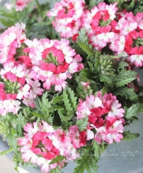 �С��٥ʡ��ɥ�ॹ���إ�åɥۥ磻�ȡ�