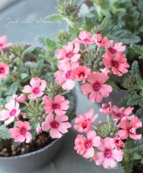 ���ܷϥС��٥ʡ���ʥ�UP���إ��ȥ��٥꡼���������