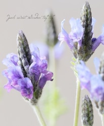 ラベンダー参考に Flower Species,ラベンダー | Junk sweet Garden tef*tef*