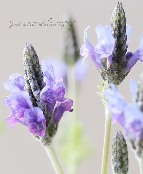 レースラベンダー 『トーチブルー』 | すべての商品 | | Junk sweet