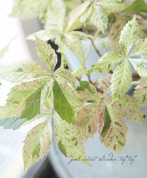 斑入りアメリカヅタ 『ミステリーピンク』 | すべての商品 | | Junk