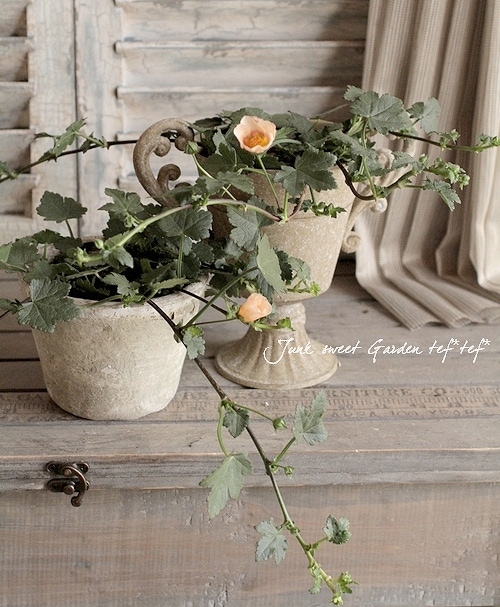 マルバストラム 『ラテリティウム』 | すべての商品 | | Junk sweet