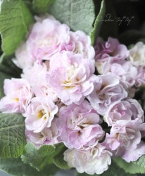 Ȭ�ź餭�ץ��顡�٥�꡼�� �إԥ󥯥����ѡ��˥��