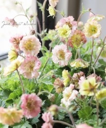 ࡦѥƥ꡼ إץƥȡԡ