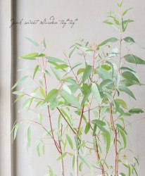 �桼���ꡡ�إ��ޥ�ɥ�󥷥��� (��С���åɥ���)