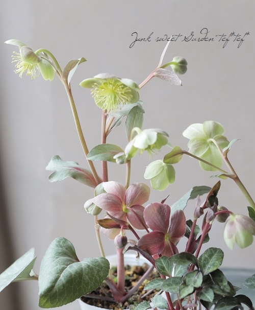 【花苗】カラーリーフ クリスマスローズ スーパーシルバー 松村園芸 カラーリーフクリスマスローズ 3.5号 ステルニー スーパーシルバー（赤