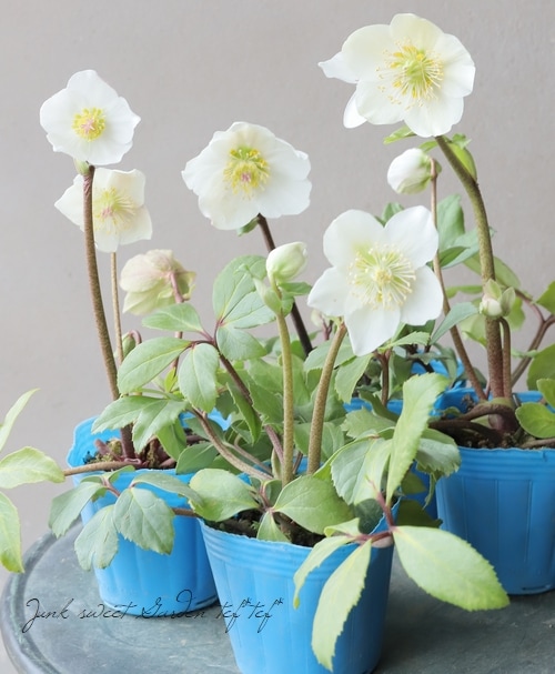 松村園芸・クリスマスローズ 『ニゲル』 | すべての商品 | | Junk