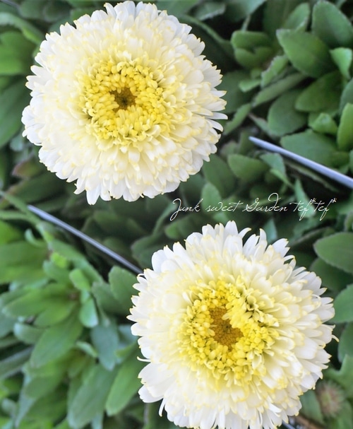 ARABIA エステリ \"Chrysanthemum leucanthemum\" ARABIA エステリ 