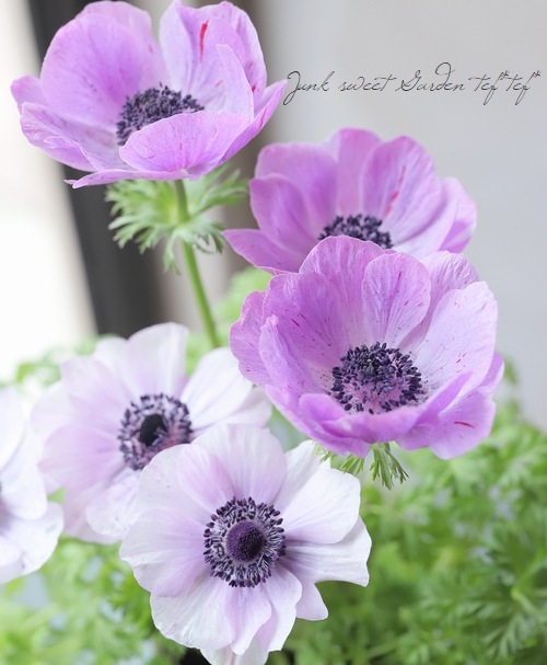 2年物！PREMIUM】 アネモネ・ポルト 『パール』 【2色咲き】 | すべて