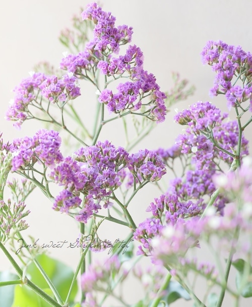 宿根スターチス ソルトレイク リモニウム すべての商品 Junk Sweet Garden Tef Tef